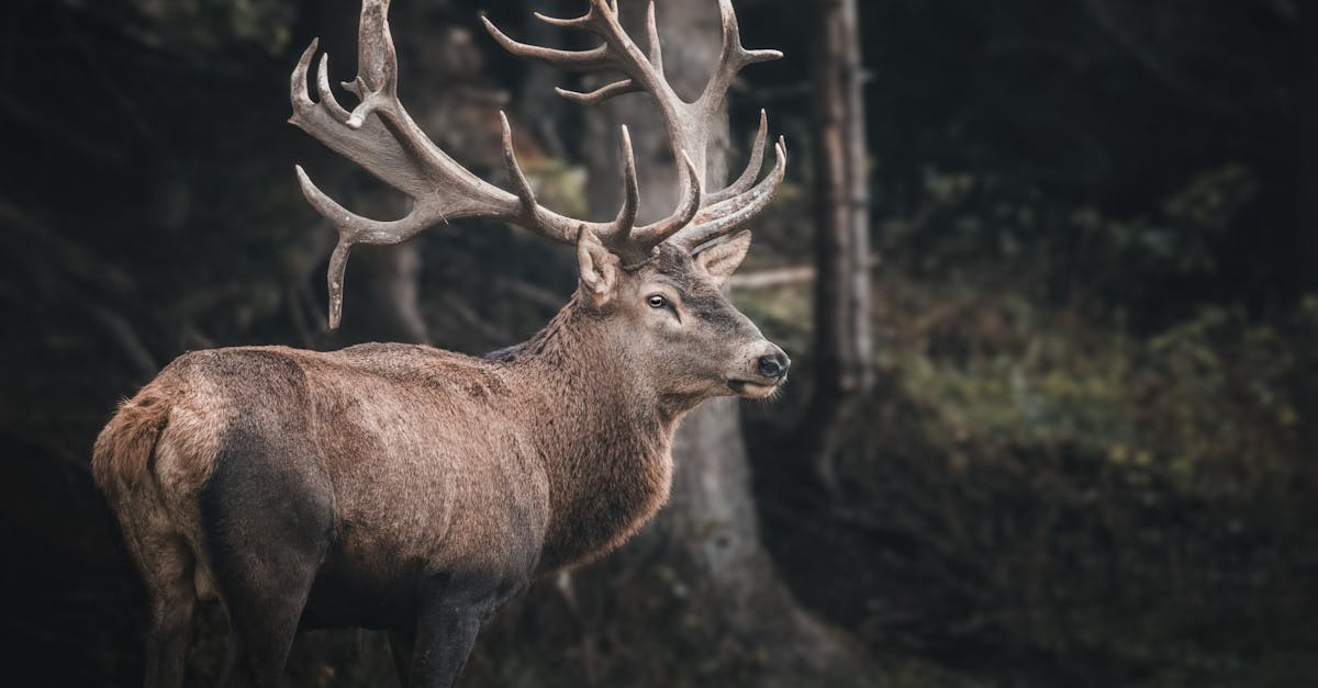 Astuces pour photographier les animaux sauvages
