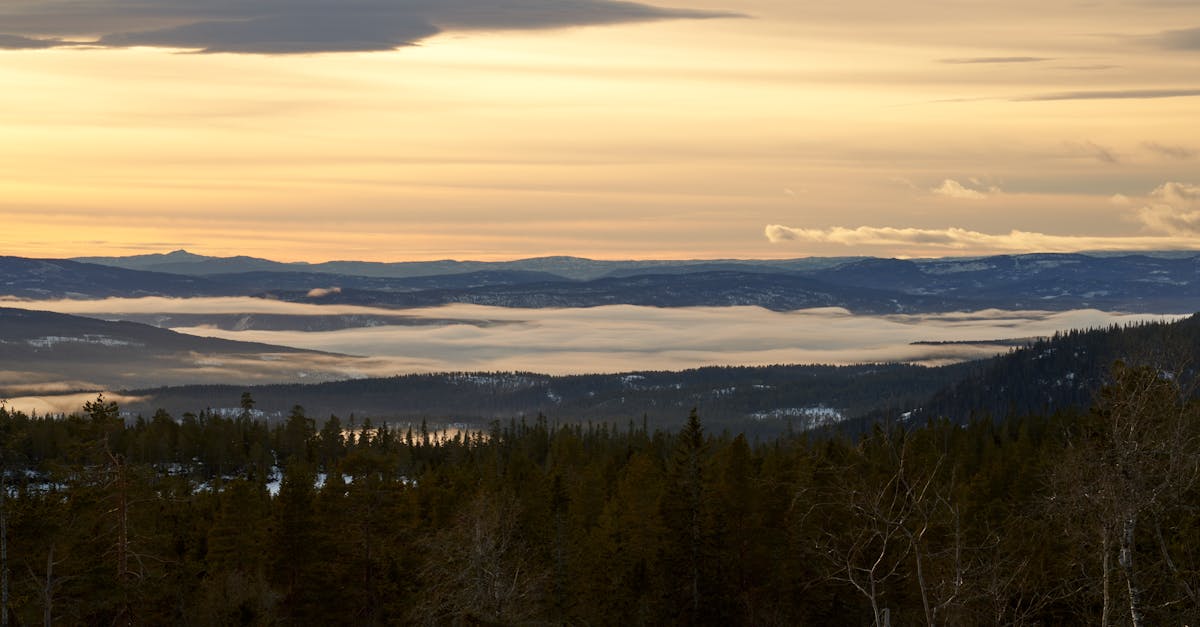 L’importance des forêts dans la lutte contre le changement climatique
