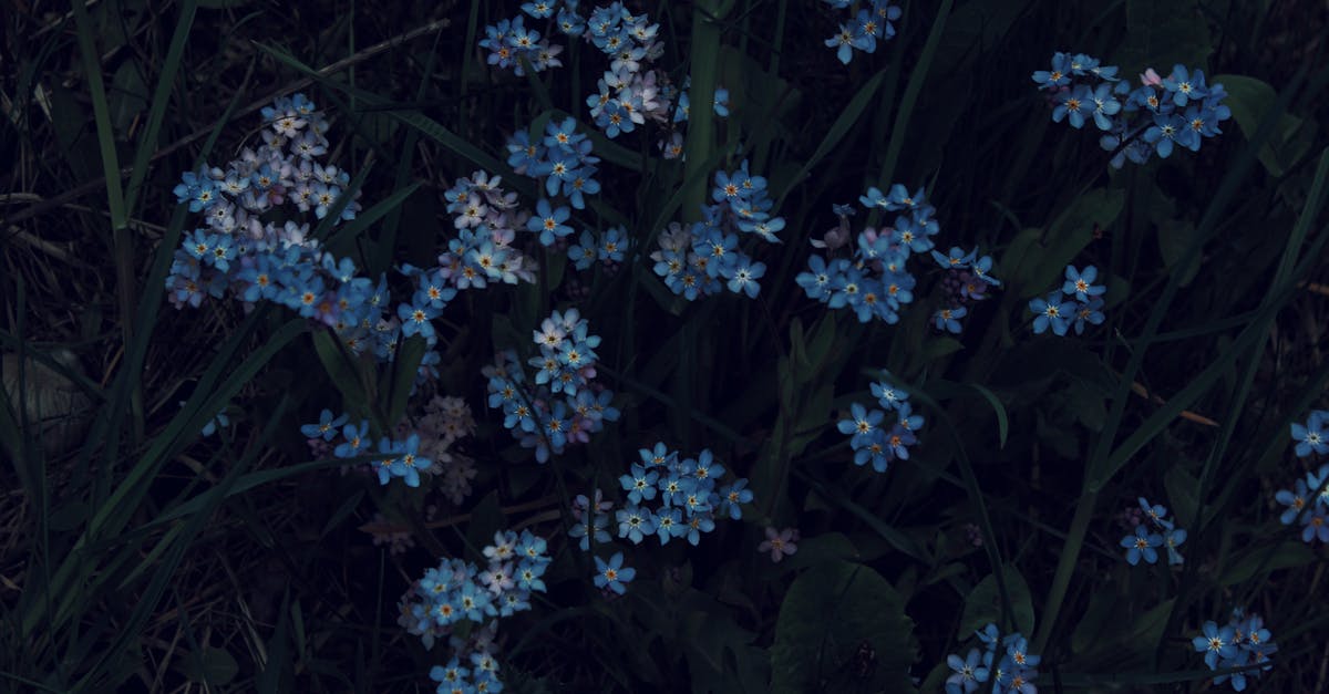 Utiliser la lumière naturelle pour des photos de nature