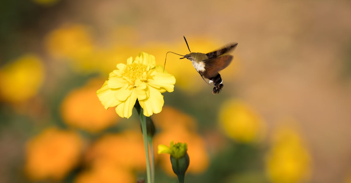 découvrez l'importance de la biodiversité pour notre planète. apprenez comment la variété des espèces et des écosystèmes contribue à l'équilibre environnemental et à notre bien-être. agissons ensemble pour préserver notre richesse naturelle!