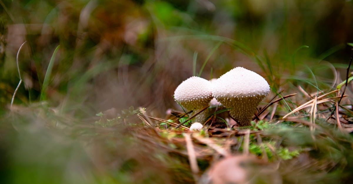 découvrez l'importance de la biodiversité, ce vaste écosystème qui soutient la vie sur terre. explorez les menaces qui pèsent sur les espèces, les solutions pour préserver notre environnement et l'impact crucial de la biodiversité sur notre avenir.
