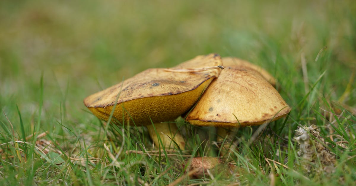 découvrez l'empreinte écologique et son impact sur notre planète. apprenez comment mesurer et réduire votre empreinte carbone pour contribuer à un avenir plus durable.
