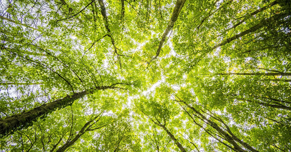découvrez la beauté et l'importance des forêts, véritables poumons de notre planète. explorez leur biodiversité, leur rôle crucial dans la lutte contre le changement climatique et l'impact de la déforestation sur notre environnement.
