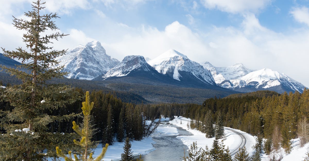 découvrez la beauté et l'importance des forêts, ces écosystèmes essentiels pour la biodiversité, la régulation du climat et le bien-être humain. apprenez-en davantage sur leur rôle vital dans notre planète et comment les préserver pour les générations futures.