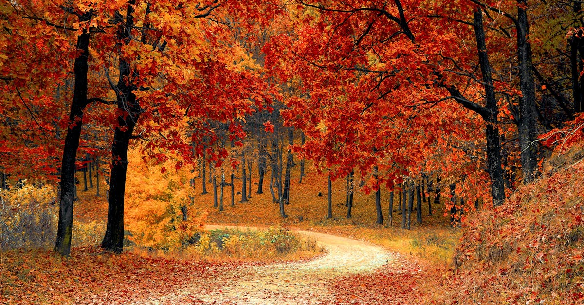 découvrez la beauté et l'importance des forêts dans notre écosystème. explorez leur biodiversité, leur rôle dans la lutte contre le changement climatique et les différentes espèces d'arbres qui les composent. plongez dans l'univers fascinant des forêts, véritables poumons de notre planète.