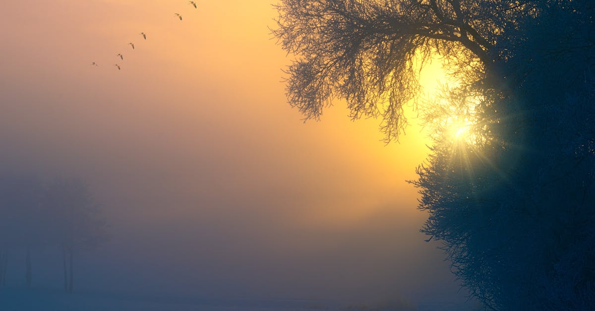 découvrez la magie de la golden hour, ce moment précieux de la journée où la lumière dorée transforme le paysage. plongez dans des photos époustouflantes, des conseils pour capturer cette atmosphère unique et vivez des instants inoubliables à la lumière du crépuscule.