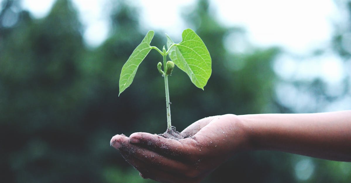 découvrez l'importance de la durabilité dans notre société moderne. explorez des initiatives et des pratiques qui favorisent un mode de vie respectueux de l'environnement tout en garantissant un avenir meilleur pour les générations futures.