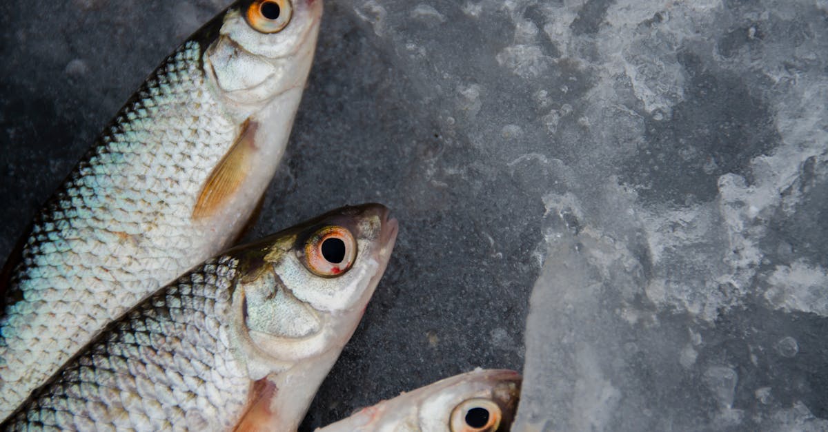 découvrez l'art de la cuisine durable : des recettes savoureuses et respectueuses de l'environnement, des ingrédients locaux et de saison, et des astuces pour réduire votre empreinte carbone tout en régalant vos papilles.