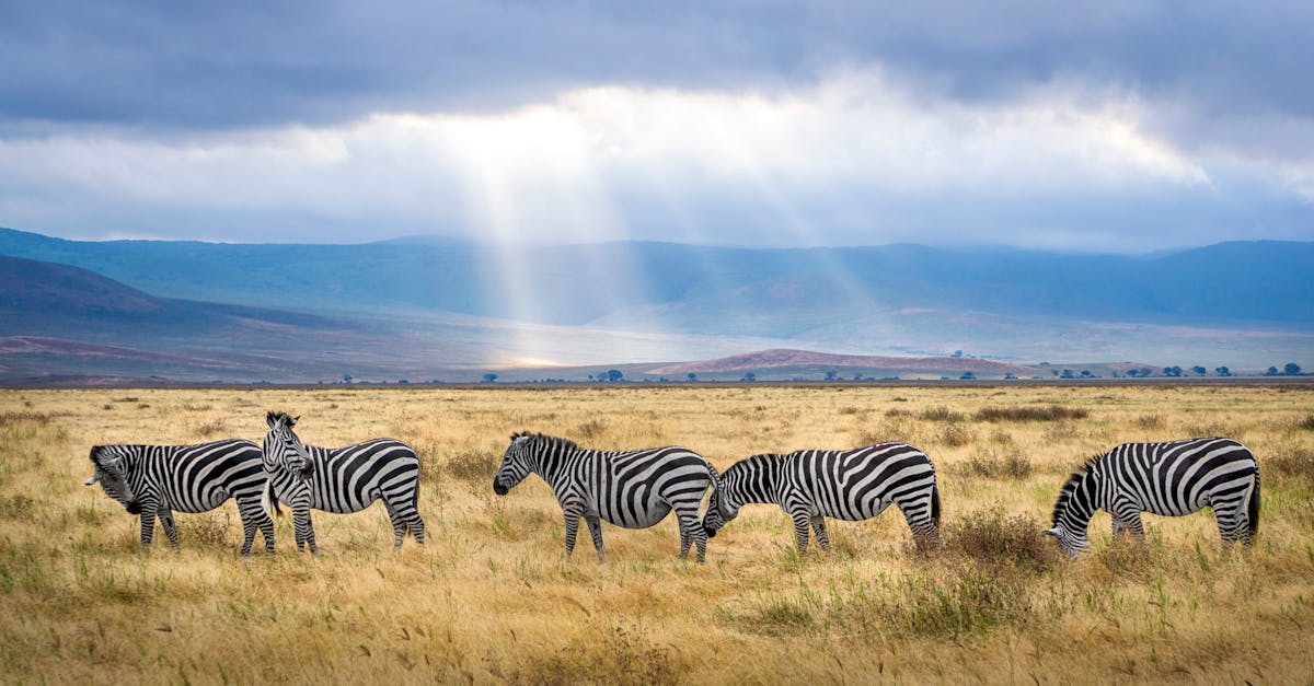 découvrez l'art fascinant de la photographie animalière, où chaque cliché capture la beauté et la diversité de la faune. plongez dans un monde sauvage à travers des images époustouflantes qui racontent des histoires de la nature et préservent la magie de notre planète.