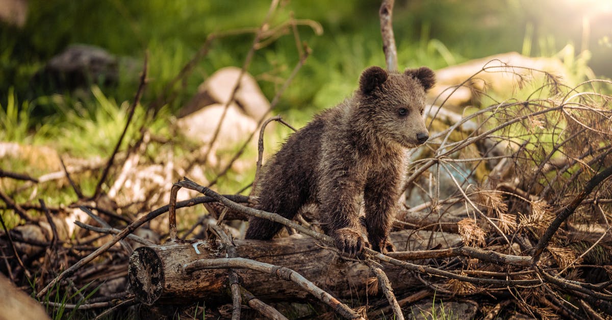 découvrez l'art de la photographie animalière, où chaque image capture la beauté et la majesté de la faune. plongez dans des paysages sauvages et apprenez des techniques pour immortaliser les instants uniques de la vie sauvage.