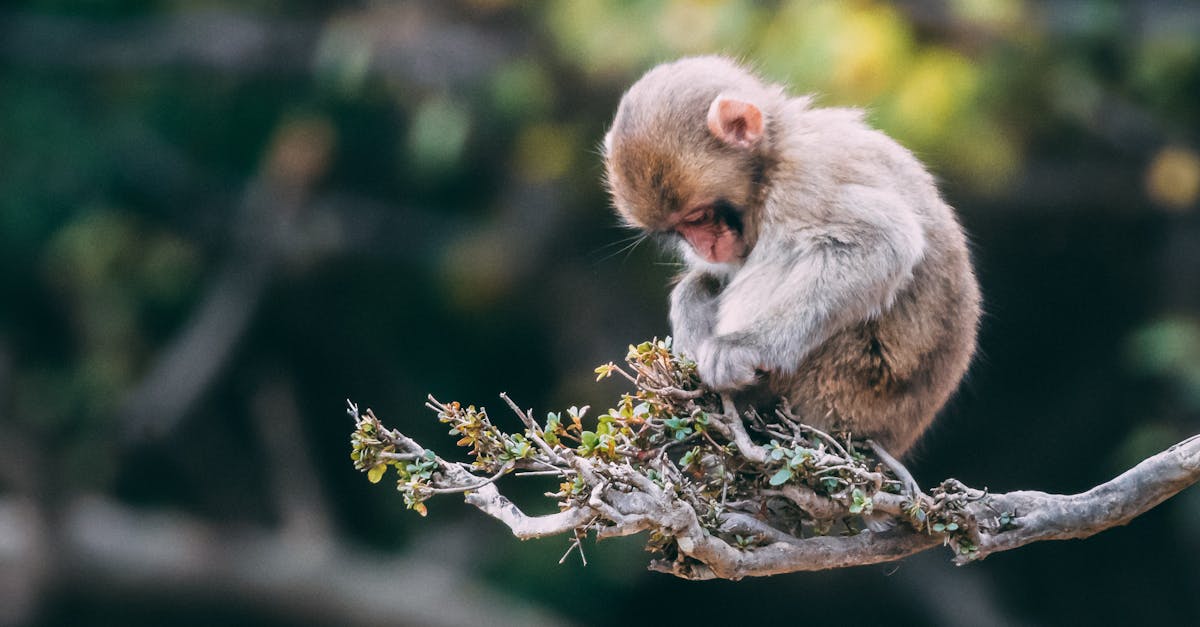 découvrez l'art captivant de la photographie animalière, où la beauté de la faune rencontre l'habileté du photographe. explorez des techniques, des conseils et des inspirations pour capturer des moments uniques dans la nature.