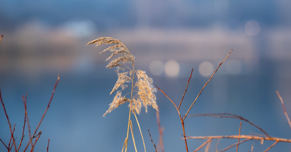 Comment créer un jardin écologique chez soi