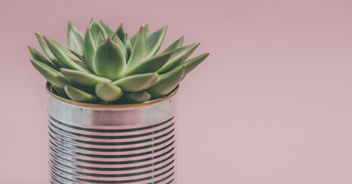 Comment le jardinage urbain intègre des méthodes durables