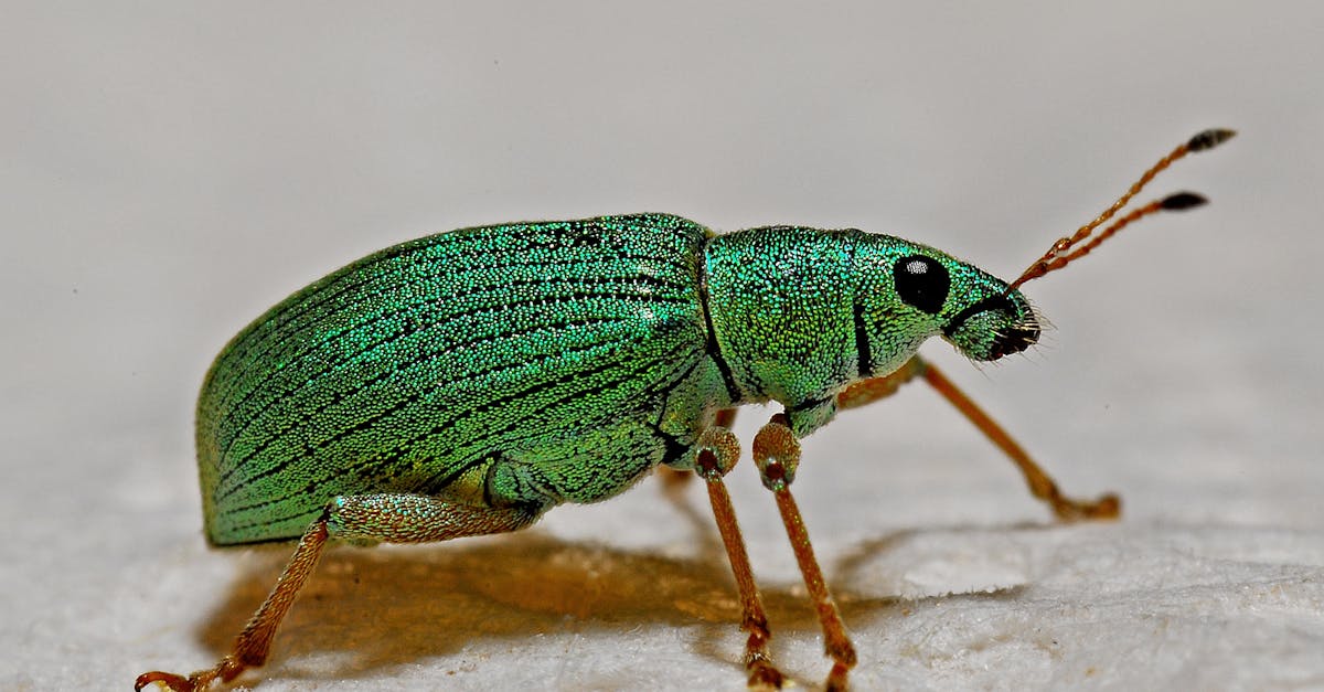 Comment photographier les insectes avec succès
