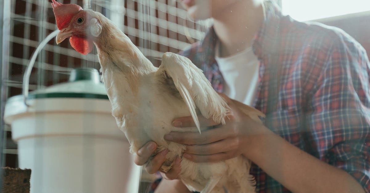 Élever des animaux de façon durable : méthodes et pratiques