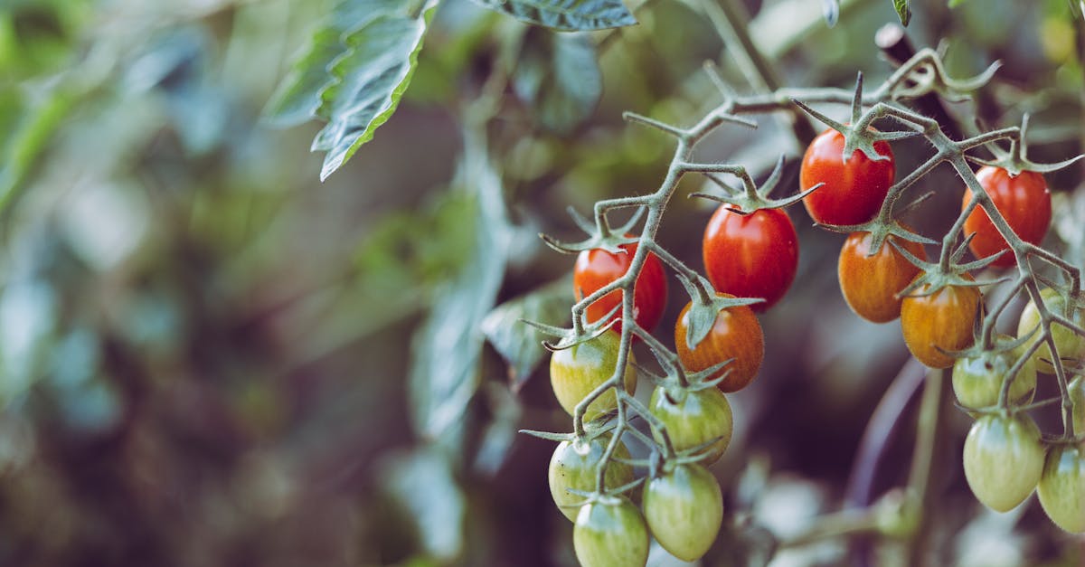 Les bienfaits d’une alimentation durable et responsable
