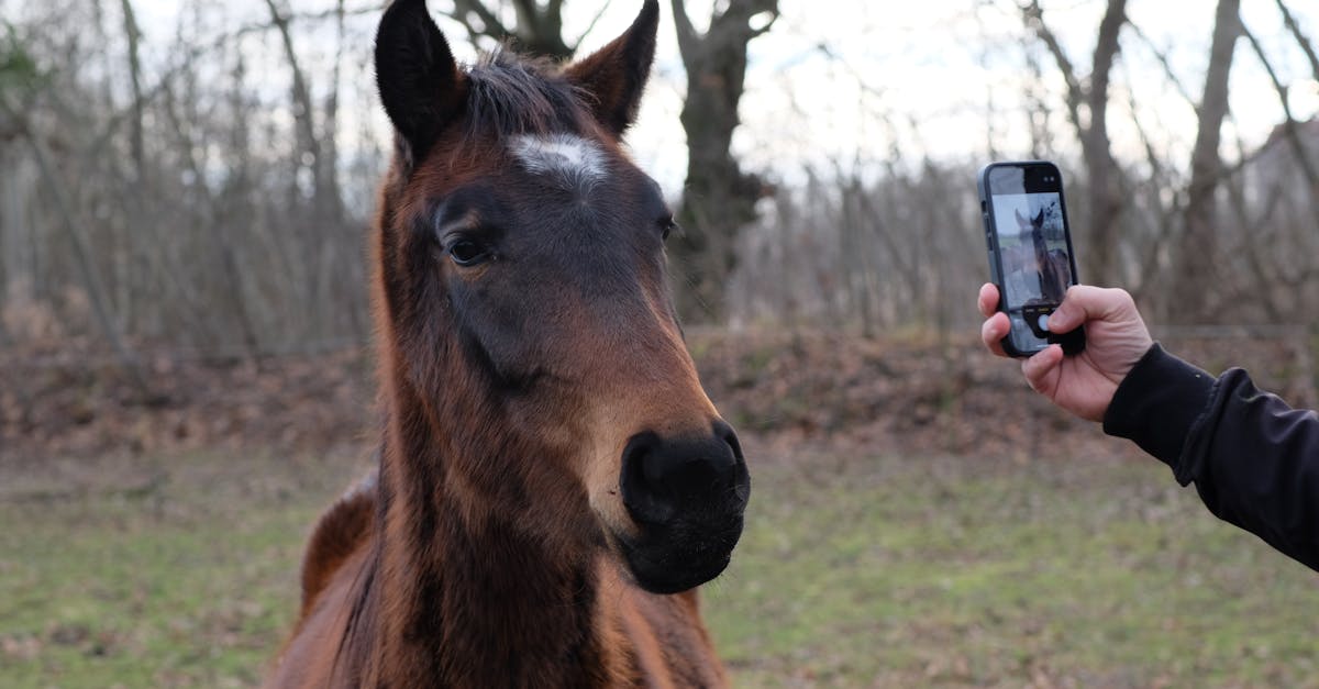 Les meilleures applications pour les photographes de nature