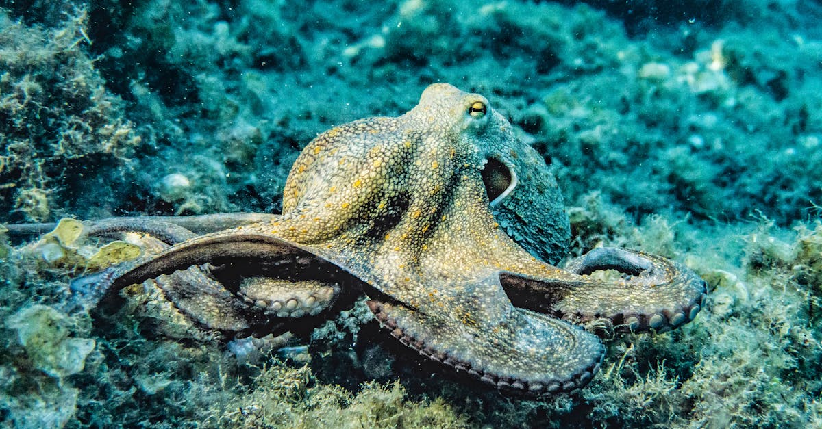 Les océans et leur biodiversité fragile