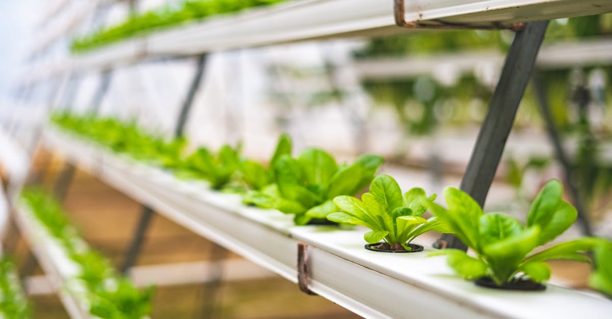 L’impact de l’agriculture intensive sur les sols