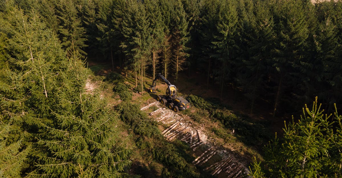 Méthodes durables en sylviculture : gérer nos forêts