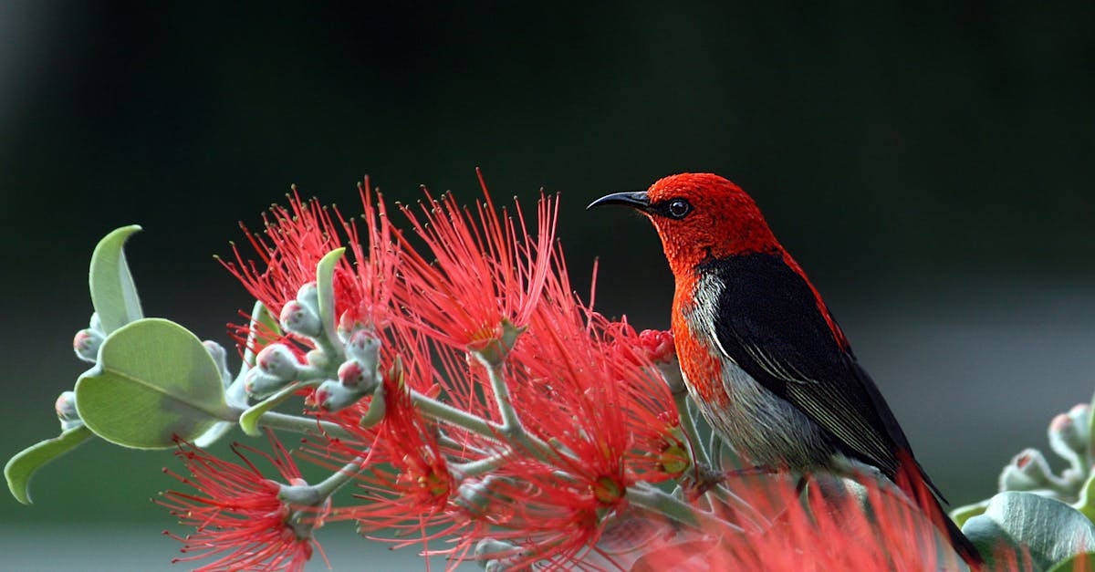 Photographie animalière : conseils pour une approche réussie