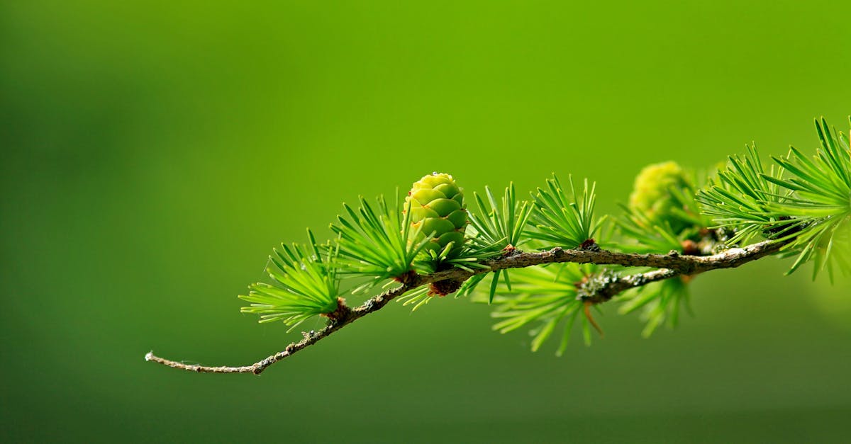 Techniques pour photographier les fleurs en gros plan