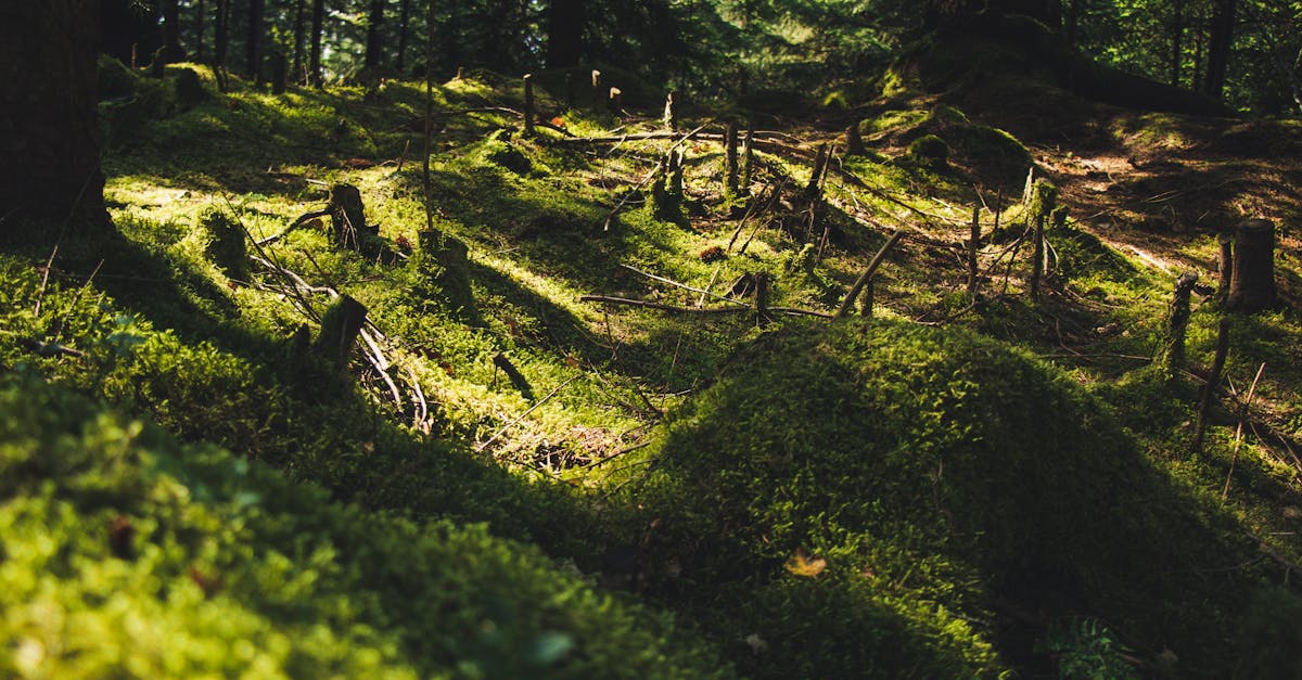 découvrez les enjeux de la déforestation et son impact sur l'environnement. apprenez comment la perte de biodiversité, les émissions de co2 et les conséquences sur les communautés locales sont liées à cette problématique mondiale urgente.
