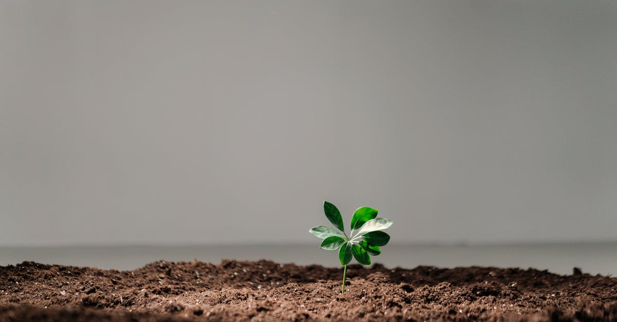 découvrez l'importance de la sensibilisation environnementale et comment des actions individuelles peuvent contribuer à la protection de notre planète. explorez des conseils pratiques et des initiatives pour vivre de manière plus durable.