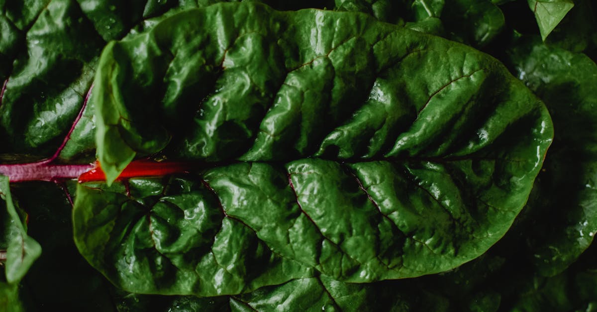 découvrez le concept farm-to-table, qui reconnecte les consommateurs aux produits locaux en proposant des aliments frais directement issus des fermes. plongez dans l'univers de la cuisine durable, saine et savoureuse, tout en soutenant les agriculteurs de votre région.
