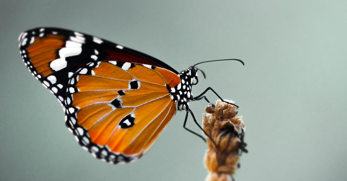 découvrez l'art de la photographie des insectes, une discipline fascinante qui révèle la beauté et la complexité du monde miniature. apprenez des techniques pour capturer des images époustouflantes d'insectes dans leur habitat naturel.