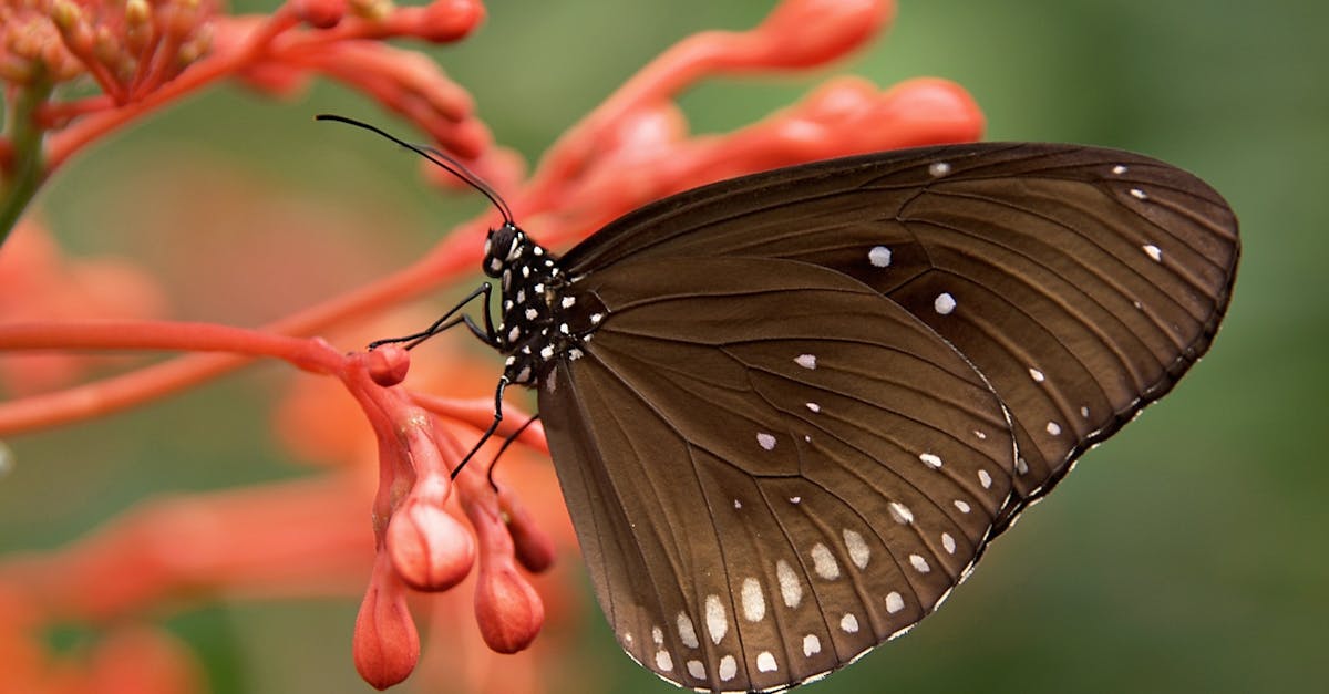 découvrez l'univers fascinant de la photographie des insectes, où chaque cliché révèle la beauté et la complexité de ces créatures minimes. apprenez des techniques pour capturer des détails étonnants et explorez des conseils pour améliorer vos compétences en macro-photographie.