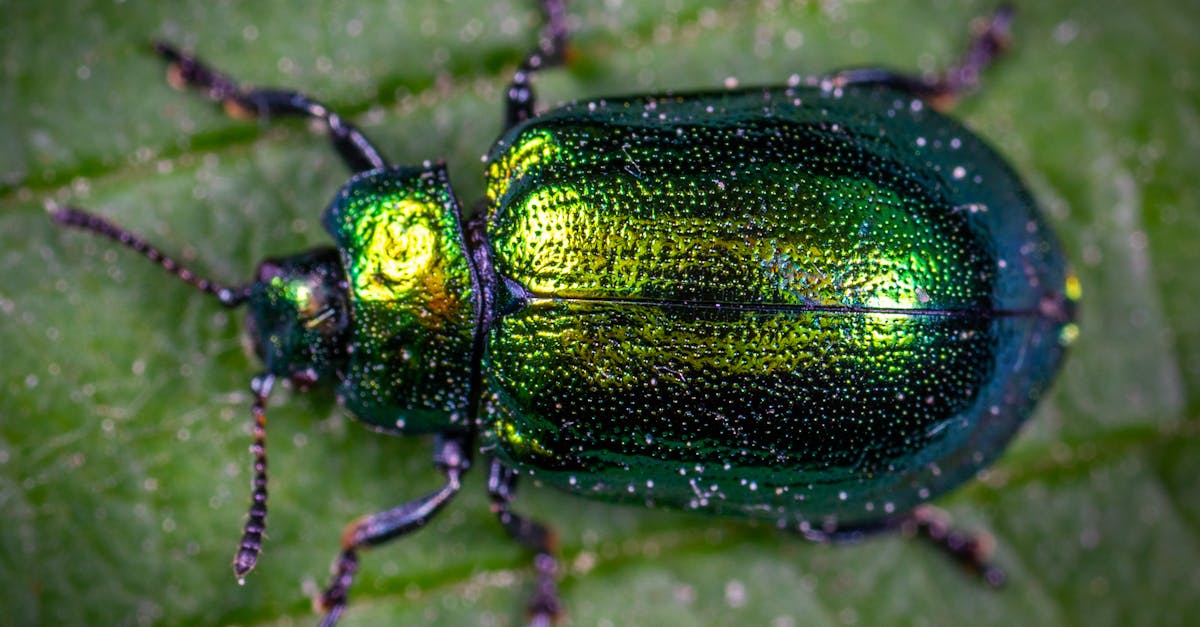 découvrez l'art fascinant de la photographie d'insectes, où chaque image révèle la beauté cachée et la diversité étonnante de ces petites créatures. plongez dans un monde macrophotographique et apprenez des techniques pour capturer des détails incroyables et des couleurs vibrantes de la vie insecte.
