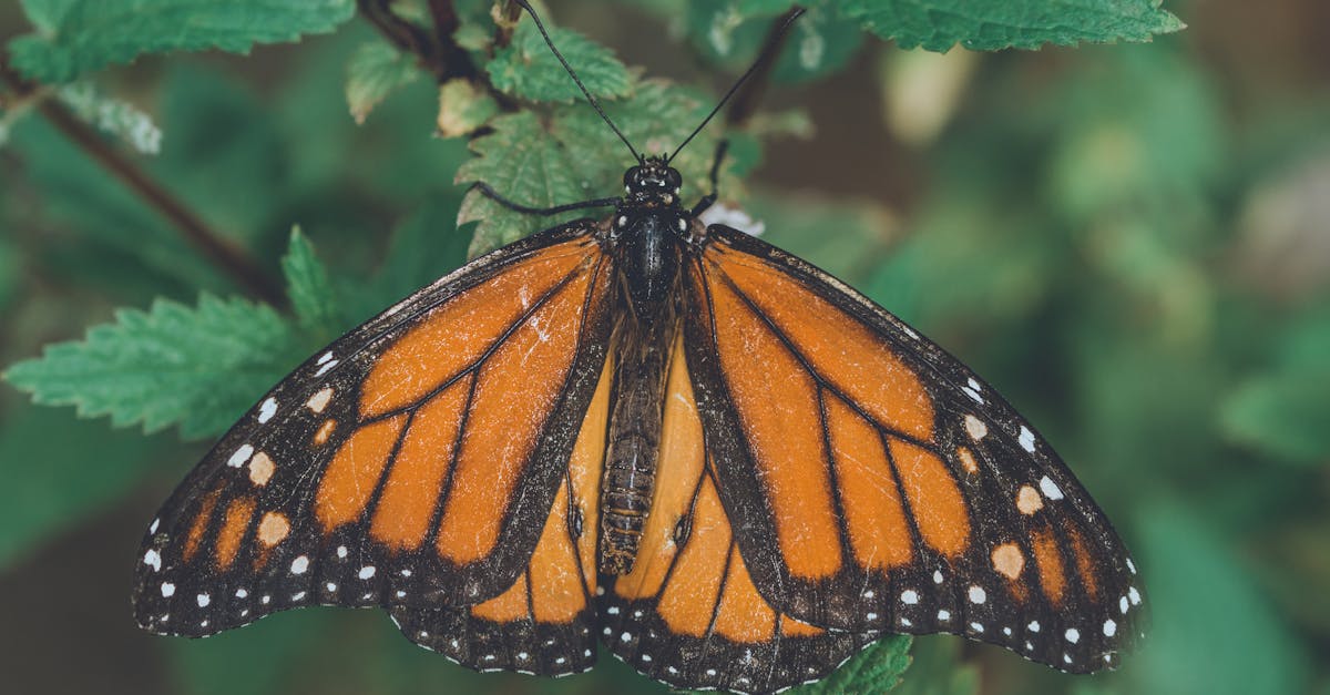 explorez l'univers fascinant de la photographie des insectes, où chaque image révèle la beauté et la délicatesse de ces créatures. apprenez des techniques, découvrez des astuces et laissez-vous inspirer par des œuvres captivantes qui mettent en valeur la diversité et les détails étonnants du monde des insectes.