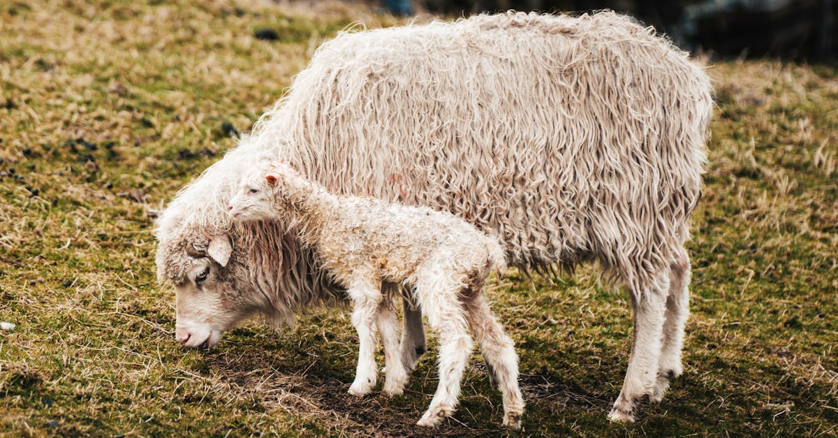 découvrez les enjeux et les pratiques de l'agriculture intensive, un système de culture axé sur la production maximale, l'utilisation d'intrants chimiques et les conséquences environnementales sur la biodiversité et la santé.