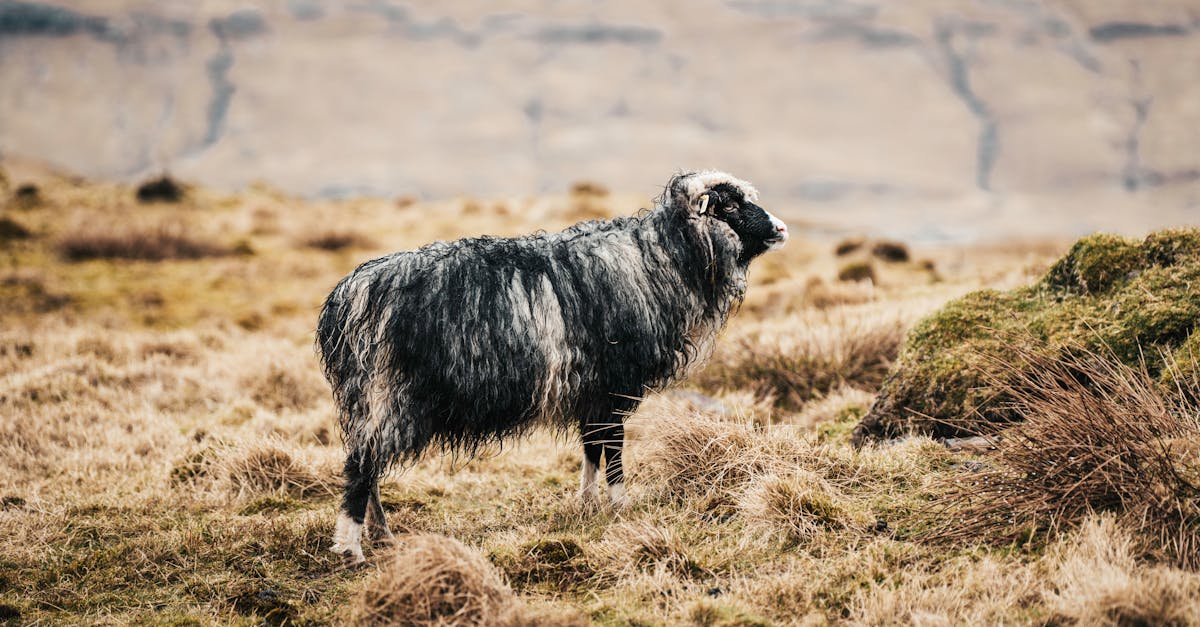 découvrez l'agriculture intensive, un système de culture visant à maximiser la production des terres en utilisant des techniques modernes et des inputs chimiques. explorez ses avantages, ses inconvénients et son impact sur l'environnement et la santé.