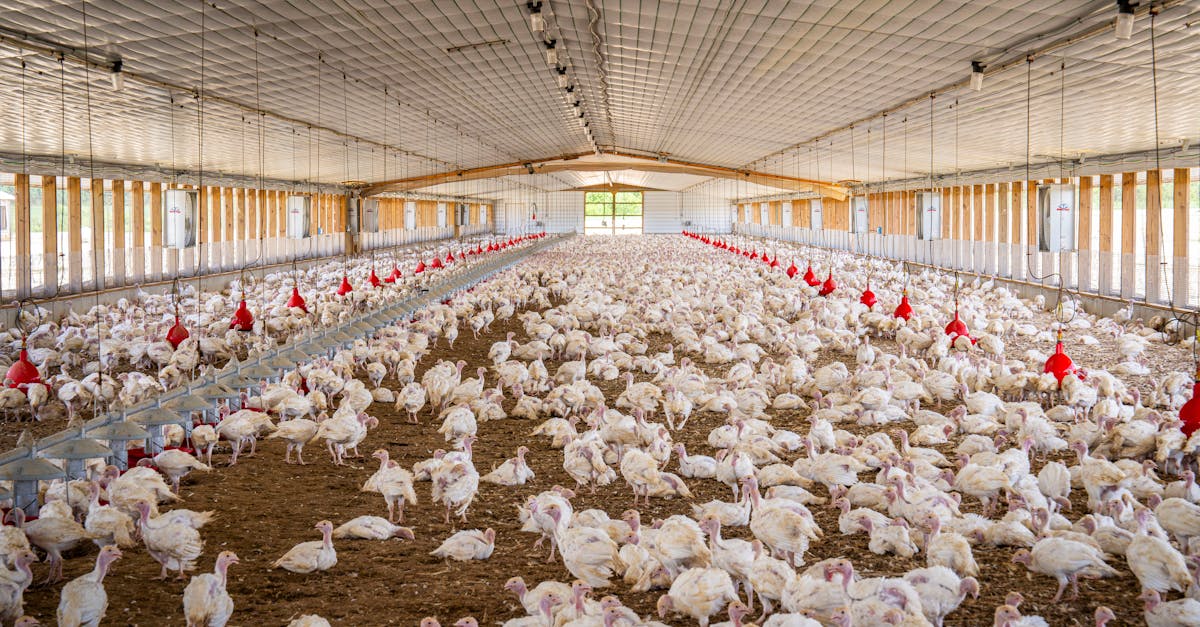 découvrez les enjeux et les pratiques de l'agriculture intensive, une méthode de production visant à maximiser le rendement des cultures tout en répondant aux défis environnementaux. plongez dans les avantages, les inconvénients et l'impact sur la biodiversité.