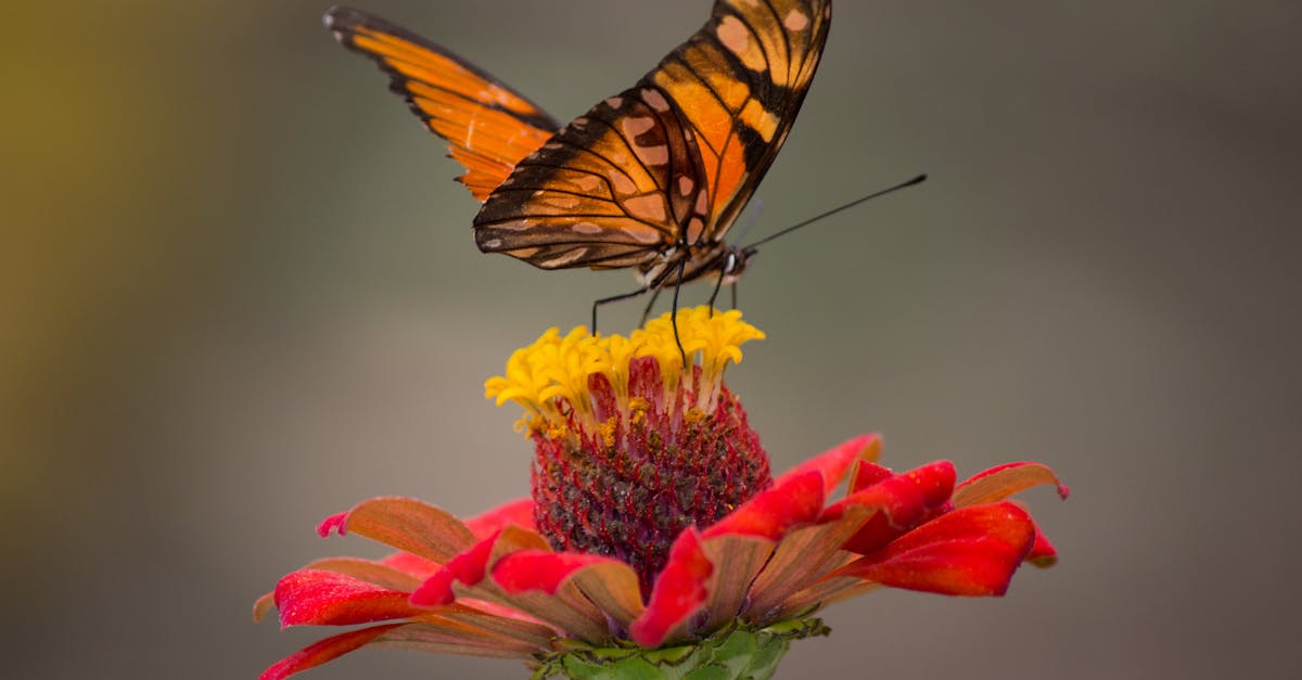 découvrez l'art fascinant de la macro photographie, où chaque détail minuscule de la nature est capturé avec une précision incroyable. explorez des techniques, des conseils et des galeries d'images éblouissantes qui révèlent la beauté cachée du monde sous nos yeux.