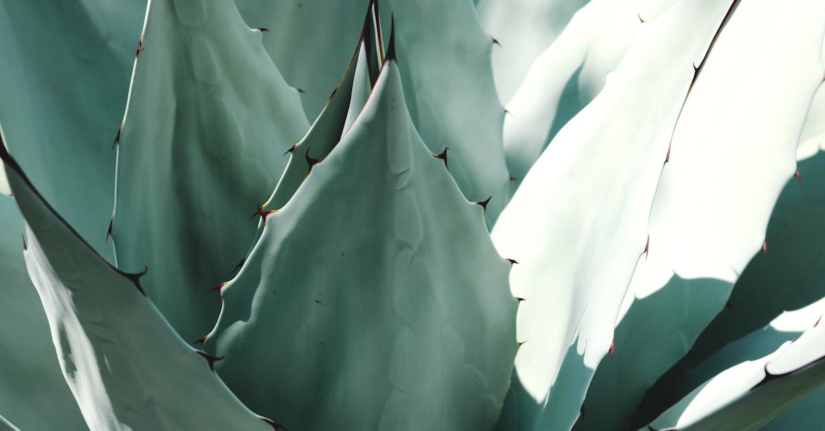 découvrez l'art de la photographie macro, où chaque détail prend vie à travers des images éblouissantes capturant la beauté cachée des petits sujets. apprenez des techniques, des conseils et de l'inspiration pour immortaliser des instants uniques sous un nouvel angle.