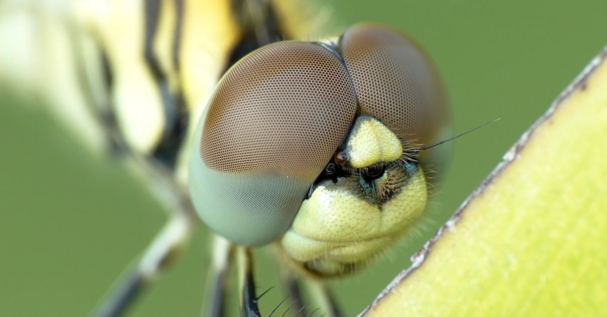 découvrez l'univers fascinant de la macrophotographie, où chaque détail minutieux de la nature prend vie à travers des images captivantes. apprenez des techniques, des astuces et laissez-vous inspirer par des photographes passionnés qui révèlent la beauté cachée des petits mondes.