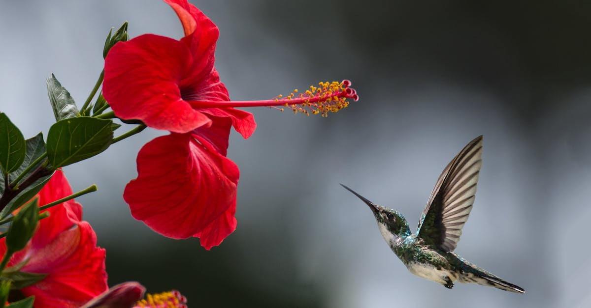 découvrez la beauté époustouflante de la nature, ses paysages variés, sa faune et sa flore fascinantes, et la façon dont elle inspire la pérennité et l'harmonie sur notre planète.
