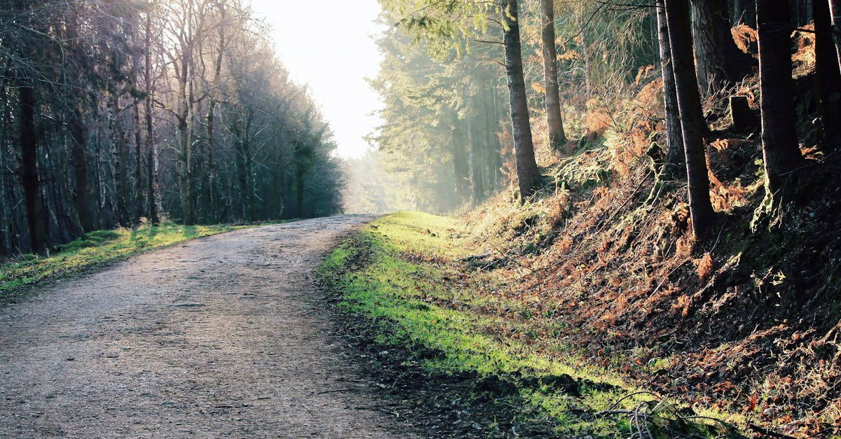 découvrez comment les filtres de photographie nature peuvent transformer vos images en capturant des paysages époustouflants et en améliorant les couleurs. explorez les différents types de filtres et apprenez à les utiliser pour sublimer vos clichés en plein air.