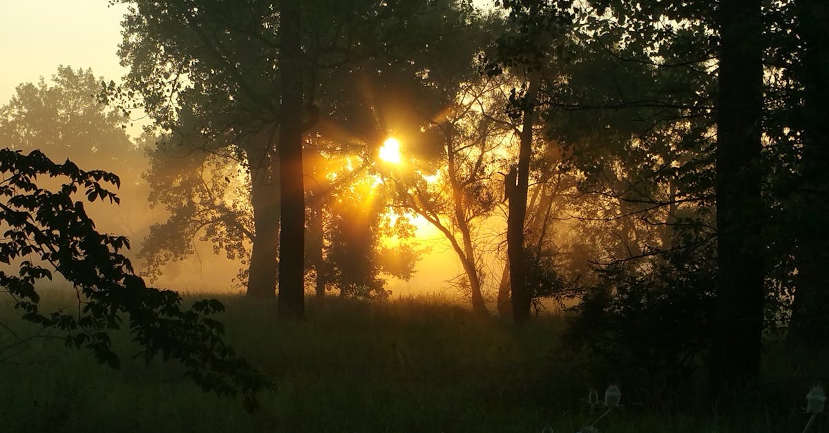 découvrez comment les filtres de photographie nature peuvent transformer vos images en capturant des couleurs vibrantes et des détails époustouflants. apprenez à choisir le bon filtre pour sublimer vos paysages et moments en pleine nature.