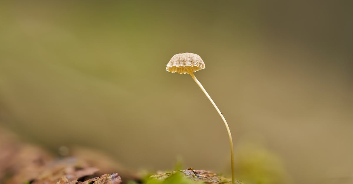 découvrez les erreurs courantes en photographie de nature et apprenez comment les éviter pour capturer des images époustouflantes. améliorez vos compétences et maximisez l'impact de vos clichés grâce à nos conseils pratiques.