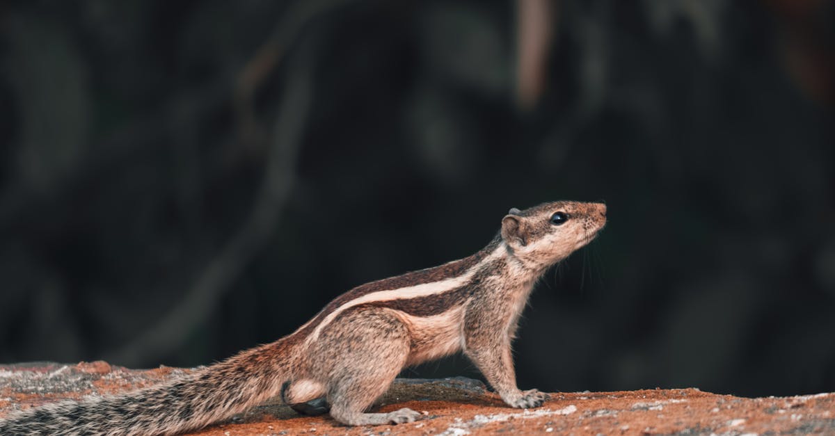 découvrez les erreurs courantes en photographie de nature et apprenez comment les éviter pour améliorer vos prises de vue. optimisez votre technique et capturez la beauté du monde naturel comme un pro!