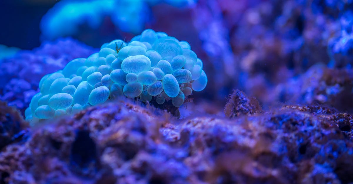 découvrez la richesse incroyable de la biodiversité océanique, un écosystème vital qui abrite des milliers d'espèces uniques et joue un rôle crucial dans l'équilibre de notre planète. plongez dans l'univers fascinant des océans et apprenez comment préserver cette précieuse diversité marine pour les générations futures.