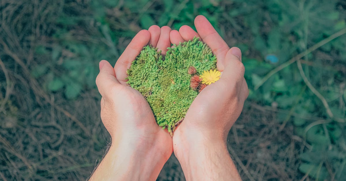 découvrez comment la durabilité transforme notre monde, en alliant responsabilité écologique et innovation pour un avenir meilleur. rejoignez le mouvement vers un mode de vie durable et apprenez les pratiques essentielles pour préserver notre planète.