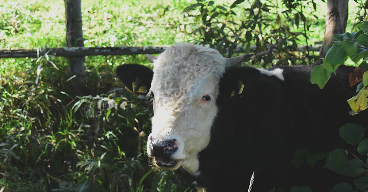 découvrez les pratiques d'élevage d'animaux durables qui favorisent le bien-être animal, la préservation des ressources et une agriculture responsable. apprenez comment adopter des méthodes respectueuses de l'environnement tout en garantissant une production alimentaire de qualité.