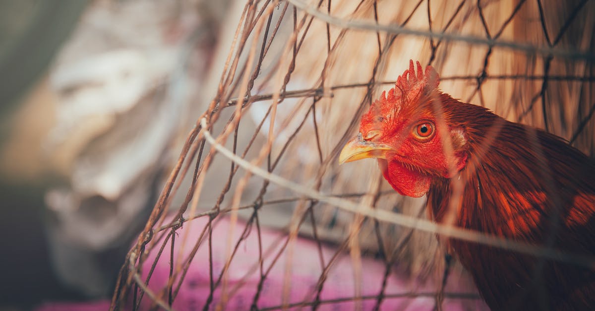 découvrez l'élevage animal durable, une approche innovante qui respecte l'environnement tout en garantissant le bien-être des animaux. apprenez-en davantage sur les pratiques responsables et les bénéfices d'une agriculture éthique pour un avenir plus vert.