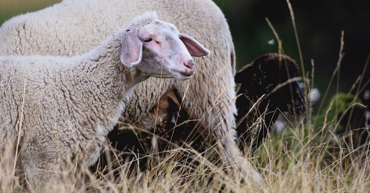 découvrez les pratiques d'élevage durable qui promeuvent le bien-être animal, la préservation de l'environnement et la durabilité des ressources. apprenez comment des techniques innovantes peuvent transformer l'agriculture et garantir une alimentation responsable pour les générations futures.