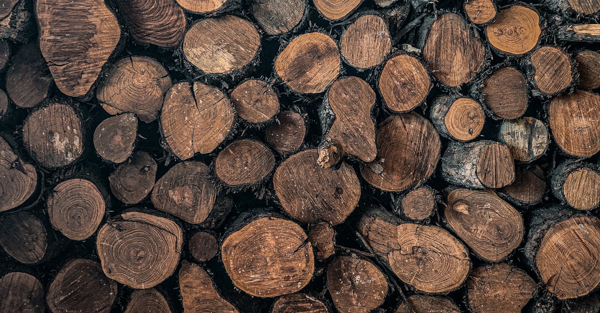 découvrez notre certification durable, une garantie de pratiques respectueuses de l'environnement et d'un engagement envers la durabilité. adoptez des standards éthiques pour un avenir meilleur.